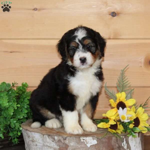 Raspberry – F1, Bernedoodle Puppy